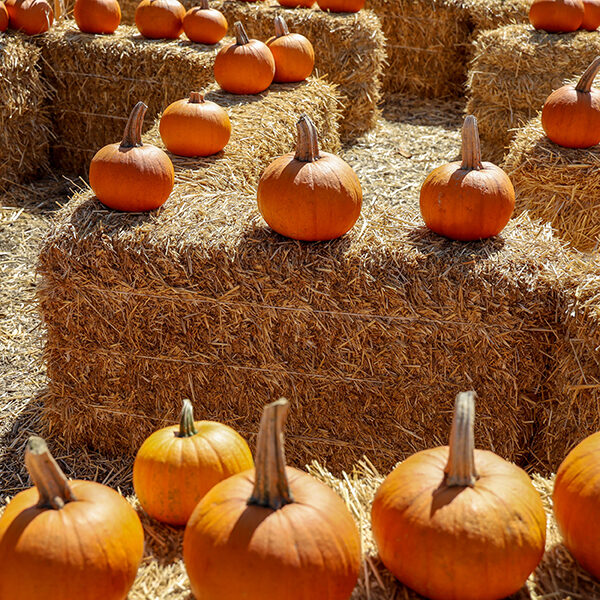 View of a hay maze at a pumpkin patch.